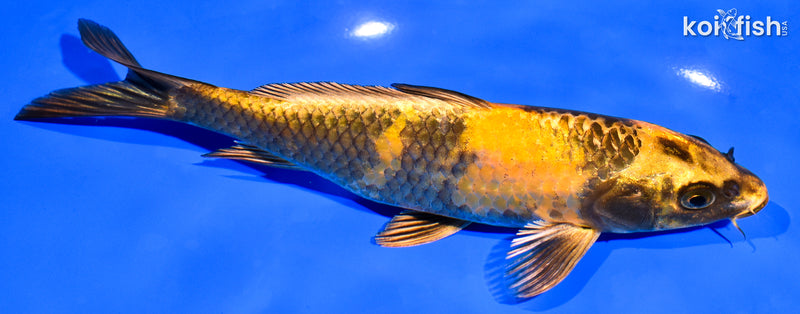 7.5" KIN HI UTSURI