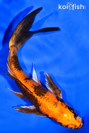 6.75" KIN HI UTSURI BUTTERFLY