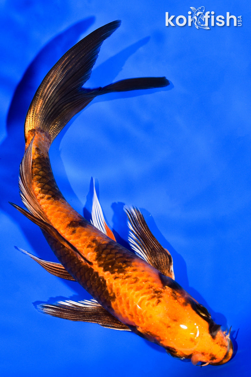 6.75" KIN HI UTSURI BUTTERFLY