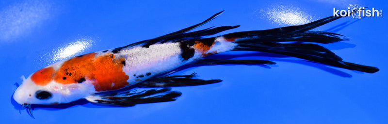 6.5" SANKE BUTTERFLY