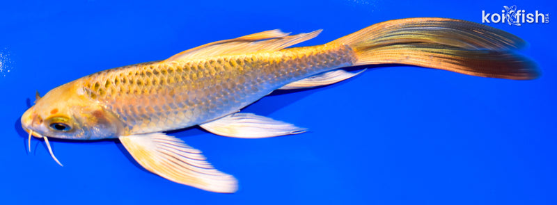 7.75" KI MATSUBA BUTTERFLY