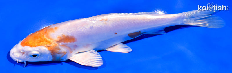 7.25" KIKUSUI