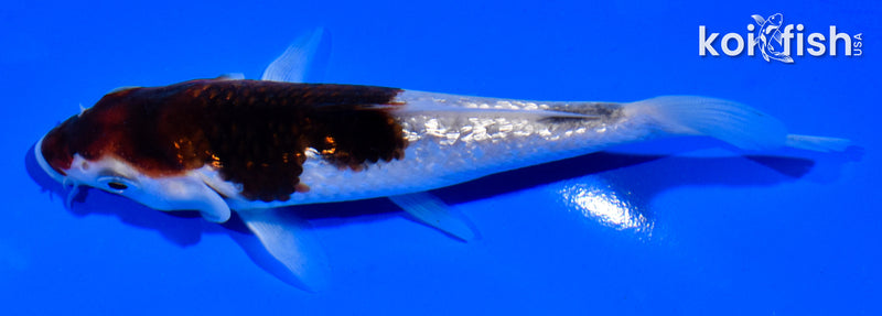 5" GINRIN GOROMO