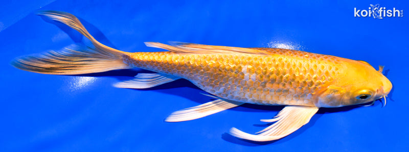 8.25" GINRIN YAMABUKI OGON BUTTERFLY