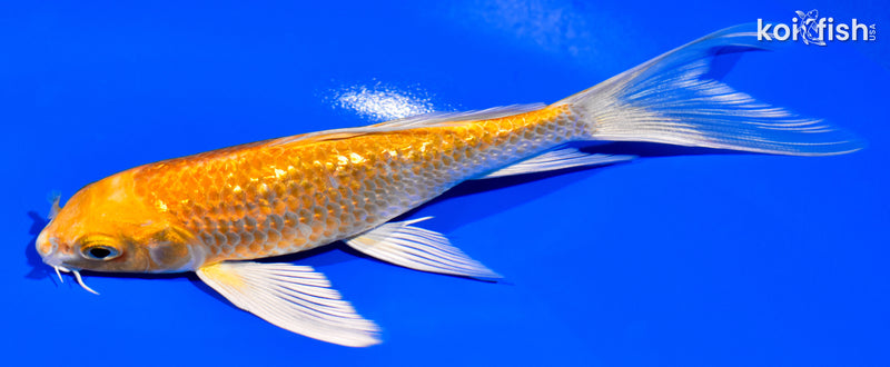 5.75" GINRIN YAMABUKI OGON BUTTERFLY