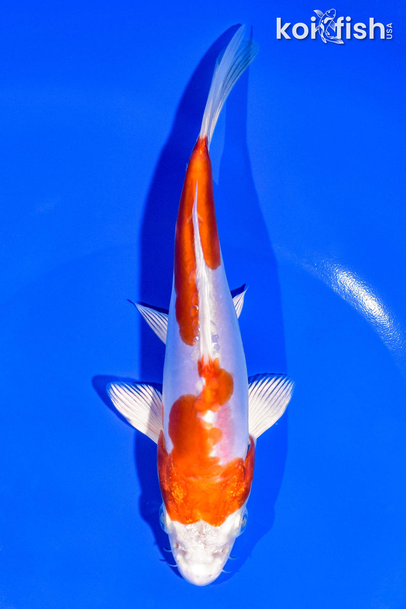 6.5" KIKUSUI