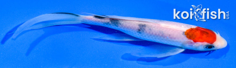 5.5" SANKE BUTTERFLY