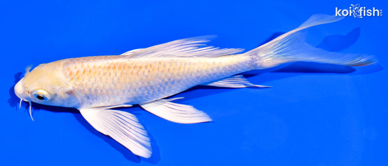 7" YAMABUKI OGON BUTTERFLY