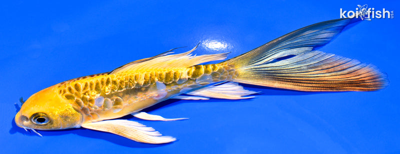 6.25' GINRIN ARAGOKE KIN KIKOKURYU BUTTERFLY