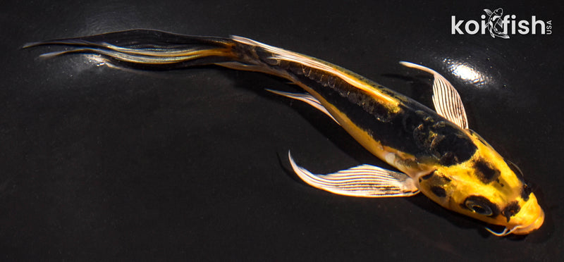 6" KIN KIKOKURYU BUTTERFLY