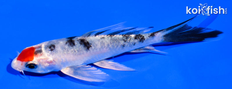 4.5" TANCHO YAMATO NISHIKI BUTTERFLY