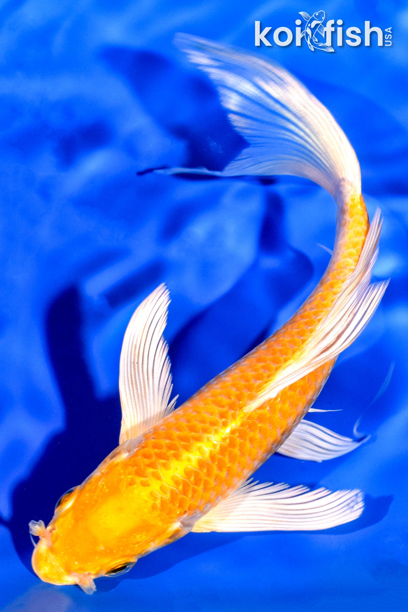 6.75" YAMABUKI OGON BUTTERFLY