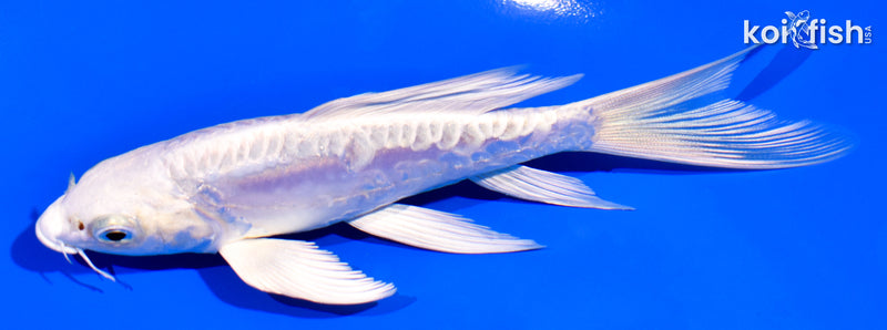 5.25" GINRIN ARAGOKE PLATINUM OGON BUTTERFLY