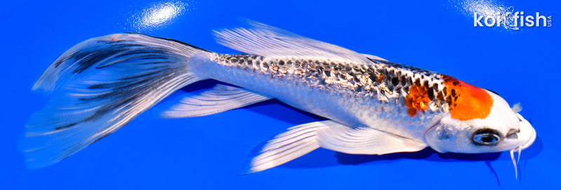 6.5" GINRIN KUJAKU BUTTERFLY