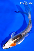 4" BENI KIKOKURYU BUTTERFLY