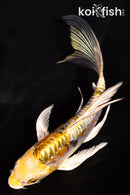 5.75" ARAGOKE KIN KIKOKURYU BUTTERFLY