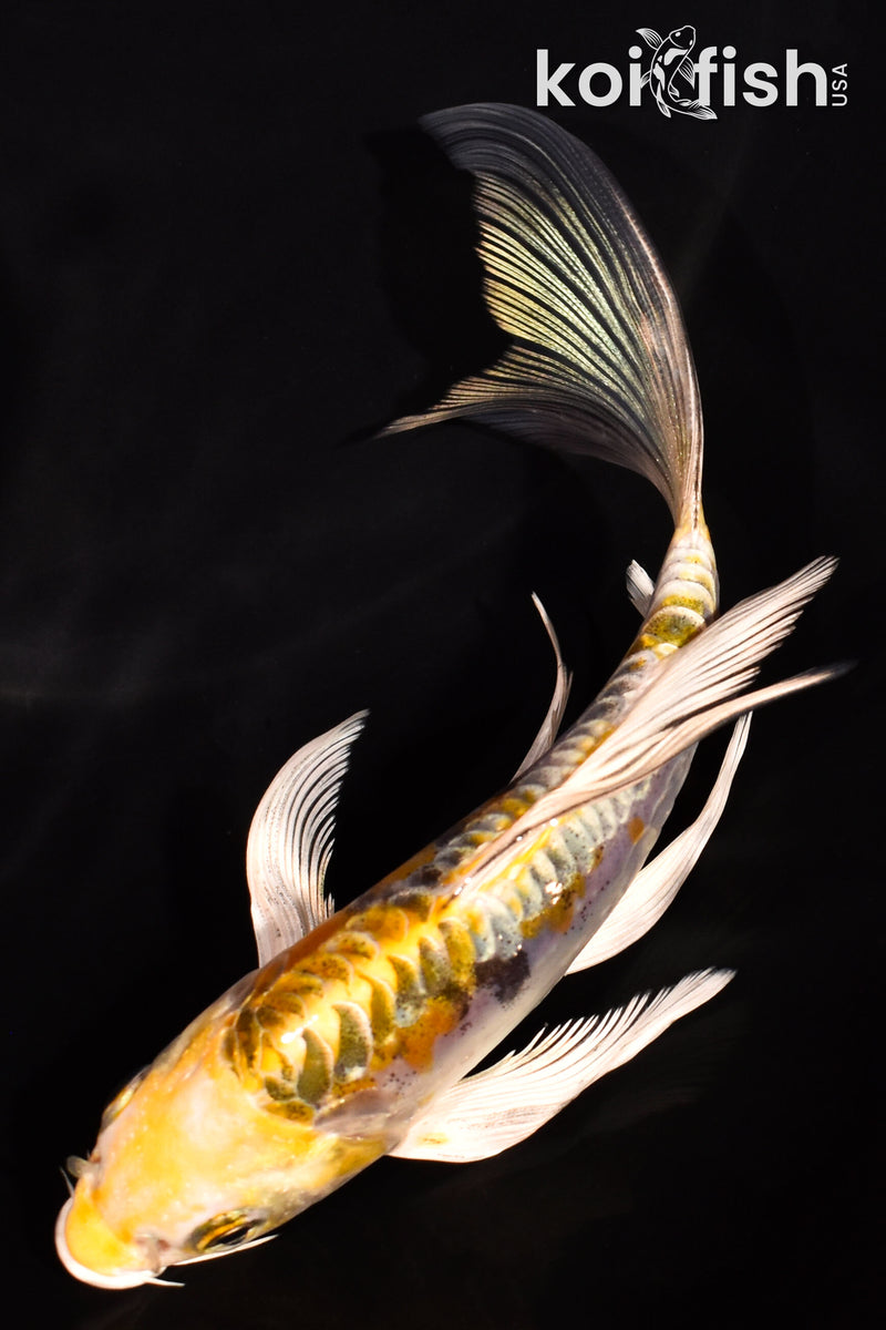 5.75" ARAGOKE KIN KIKOKURYU BUTTERFLY