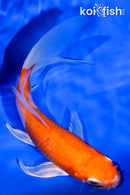 5.5" HARIWAKE BUTTERFLY