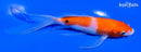5.75" KOHAKU BUTTERFLY