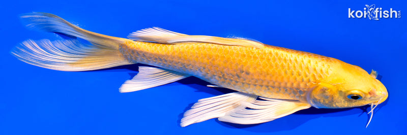 8.5" YAMABUKI OGON BUTTERFLY