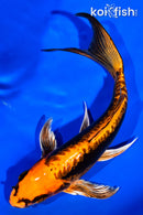 7" DOITSU ORENJI MATSUBA BUTTERFLY