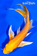 5.5" YAMABUKI OGON BUTTERFLY