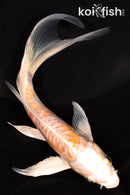 5.25" DOITSU HARIWAKE BUTTERFLY