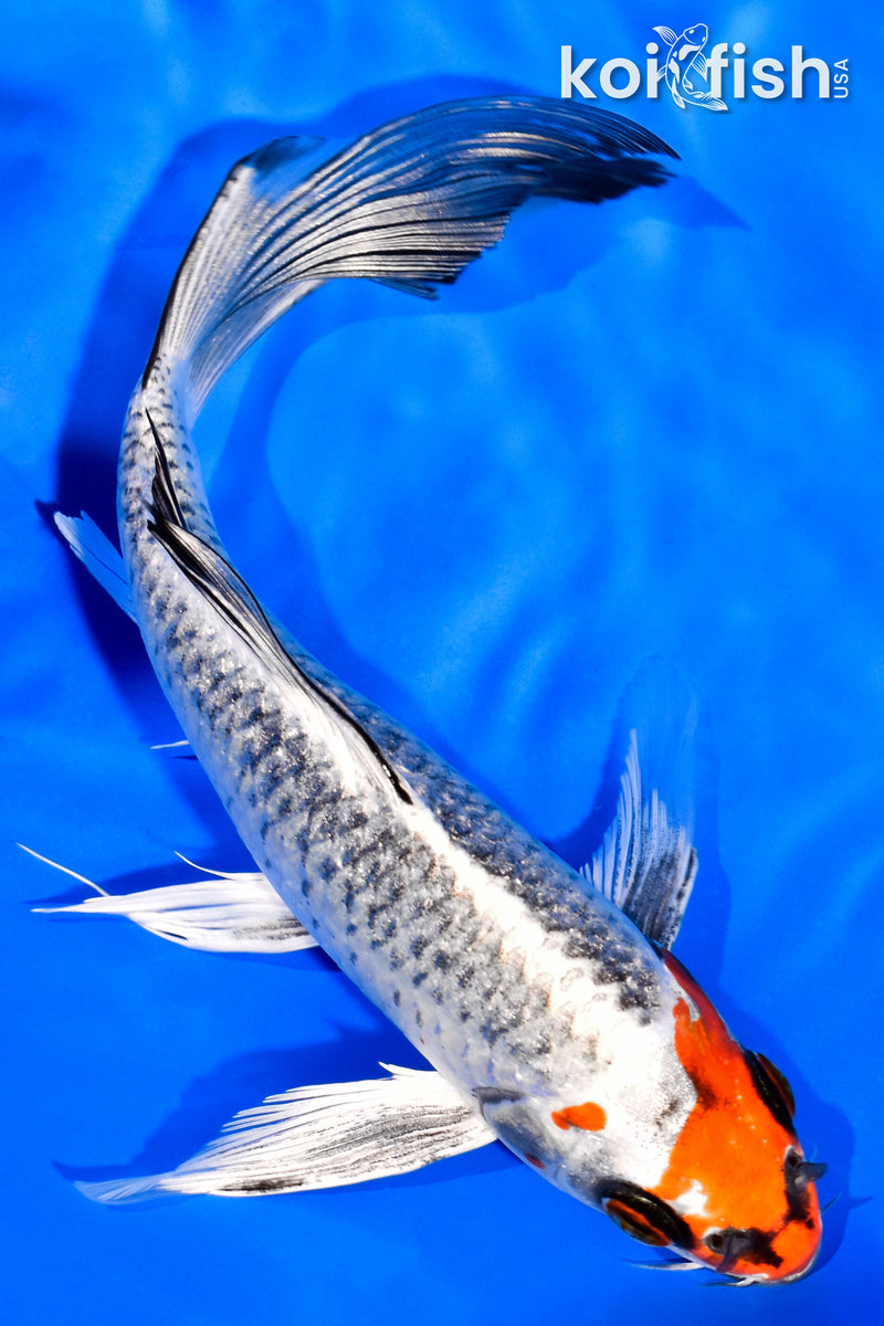 7.25" KUJAKU BUTTERFLY