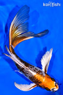 7.5" BENI GINGA BUTTERFLY