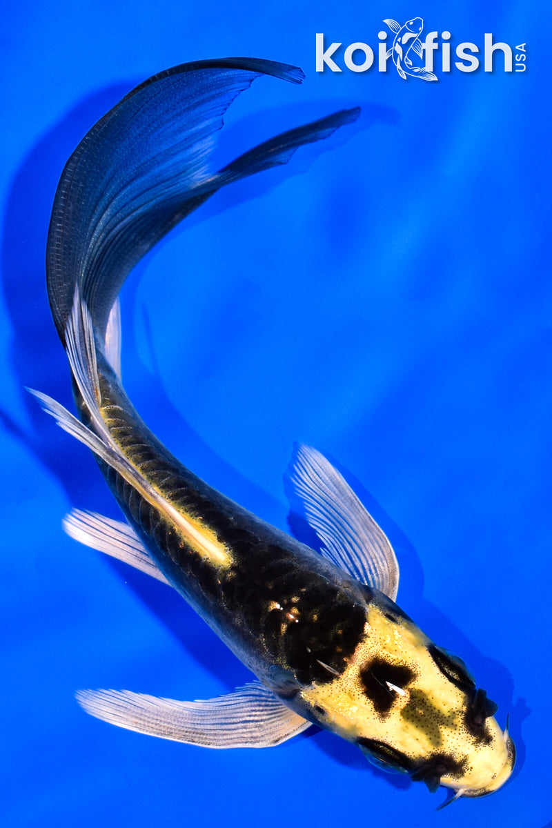 5.5" KABUTO BUTTERFLY