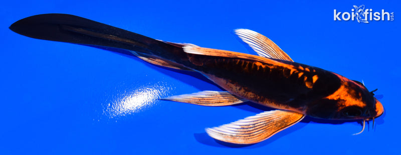 5.5" KABUTO BUTTERFLY