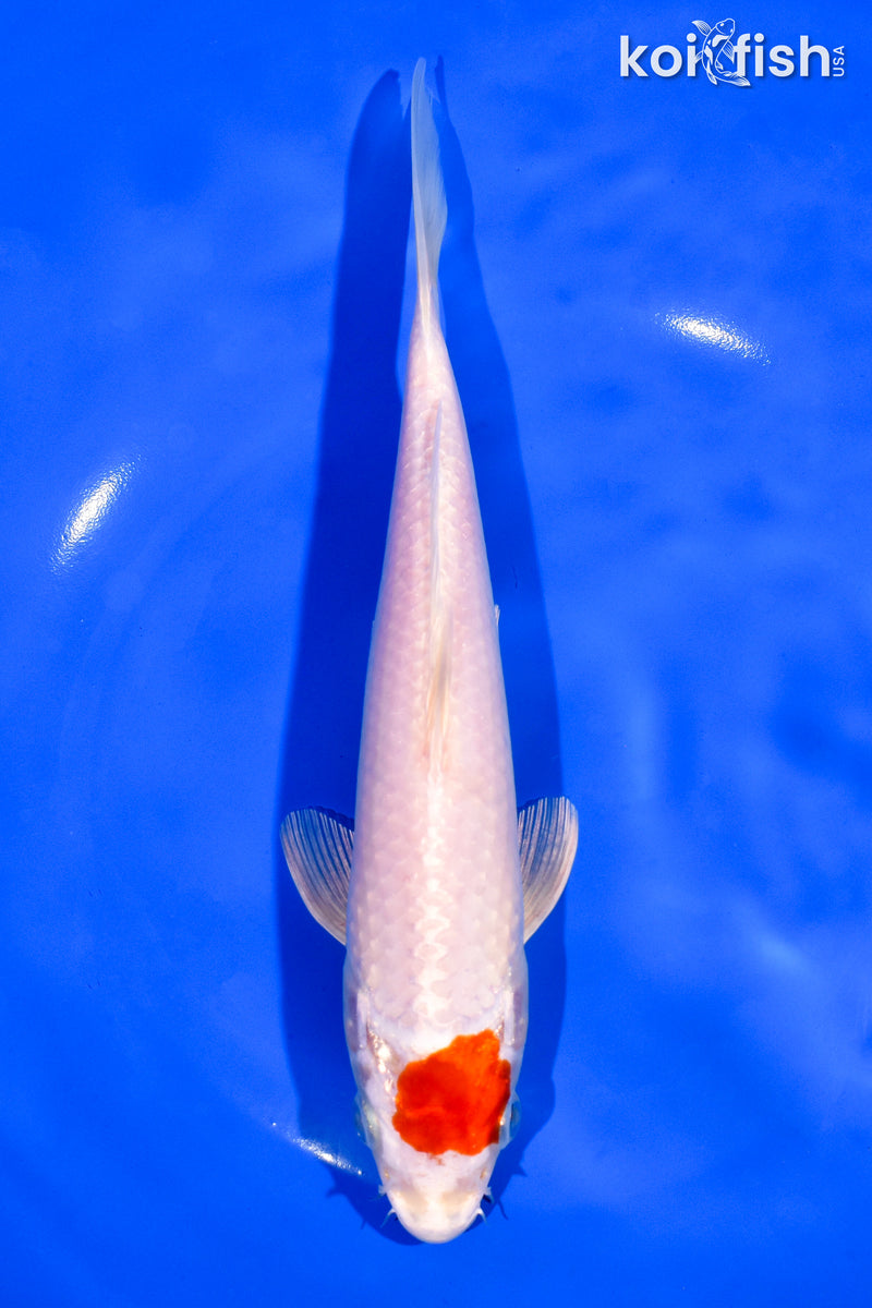 8" TANCHO HARIWAKE