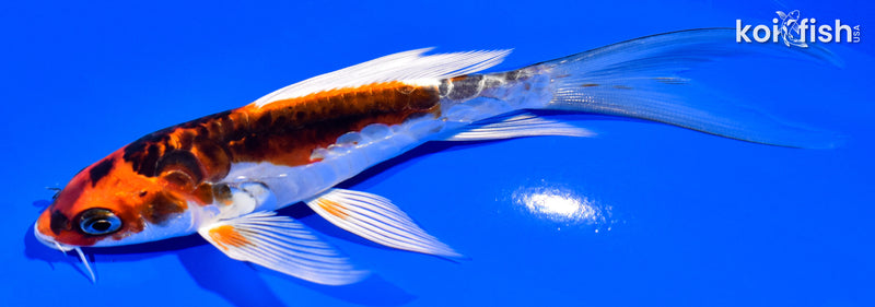 5.75" BENI KIKOKURYU BUTTERFLY