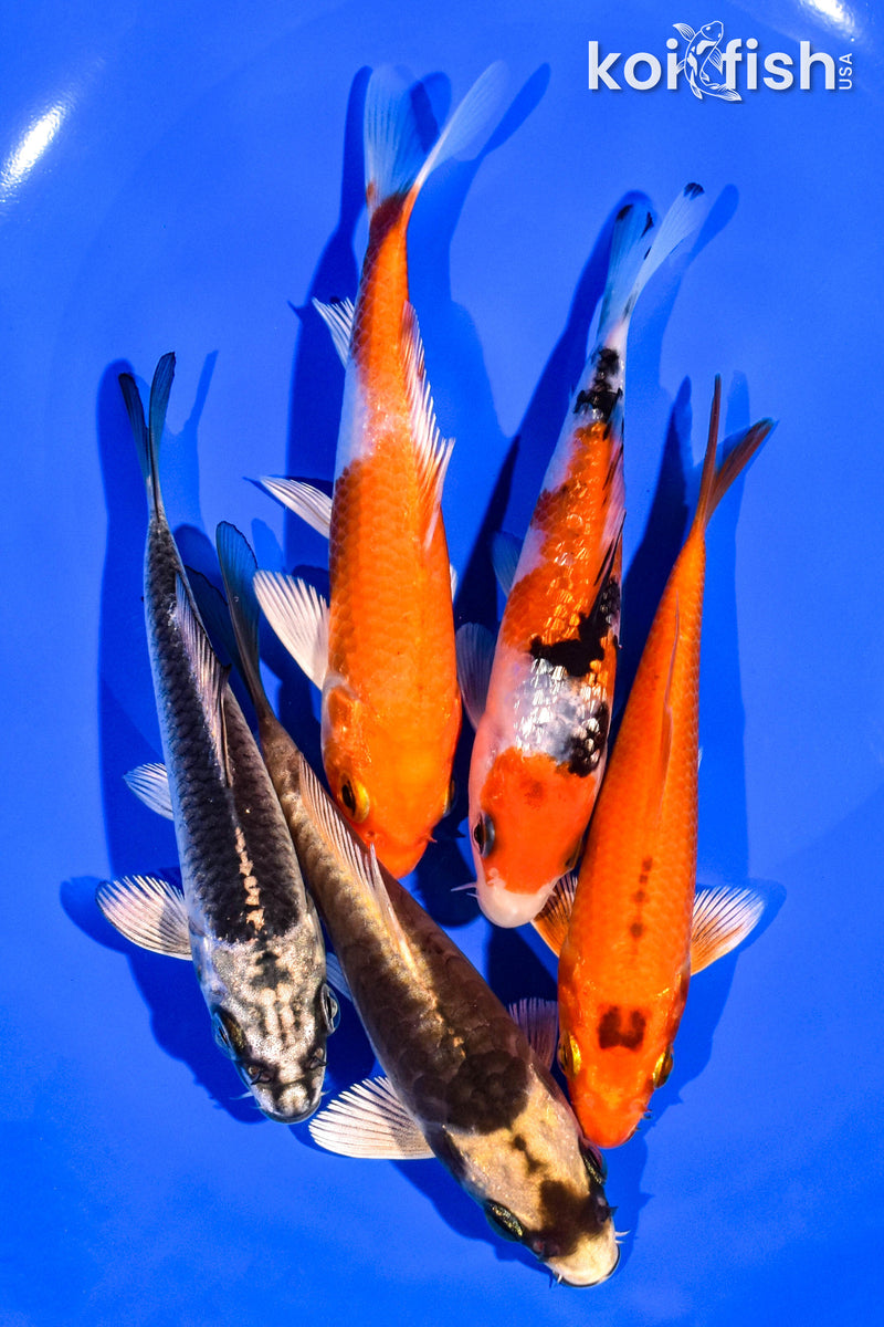 PACK OF (5) 4-5" STANDARD KOI