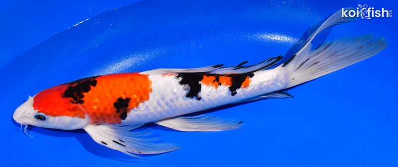 13.25" GINRIN SANKE BUTTERFLY