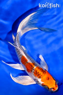 7.25" PLATINUM OGON BUTTERFLY