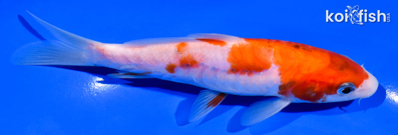 5.75" ARAGOKE KOHAKU