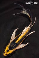 6" KIN KIKOKURYU BUTTERFLY