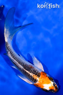 4.75" KUJAKU BUTTERFLY