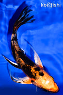 6.75" ORENJI BEKKO BUTTERFLY