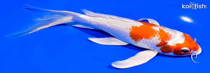 7.25" HARIWAKE BUTTERFLY