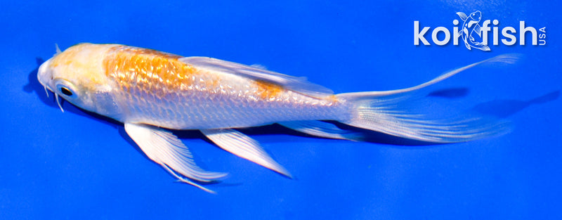 5" GINRIN LEMON HARIWAKE BUTTERFLY