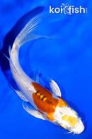 4.5" KIKUSUI BUTTERFLY