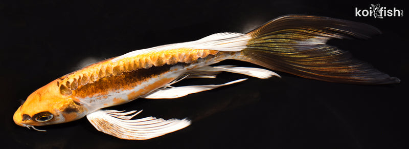 8.5" KIN KIKOKURYU BUTTERFLY
