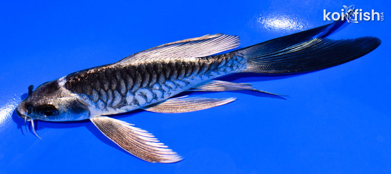 5.25" ARAGOKE KIKOKURYU BUTTERFLY