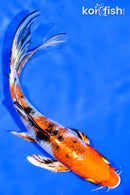 6" YAMATO NISHIKI BUTTERFLY