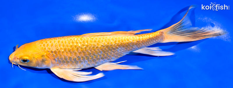 8.25" GINRIN YAMABUKI OGON BUTTERFLY