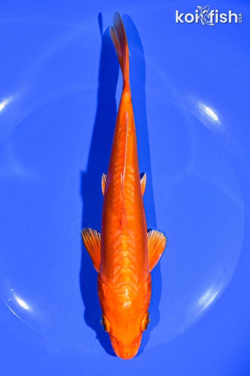 7.5" DOITSU ORENJI OGON