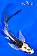 5.75" KIN KIKOKURYU BUTTERFLY