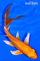 5.75" GINRIN ORENJI OGON BUTTERFLY